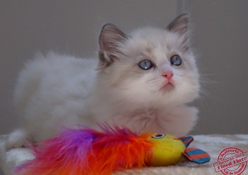 Indiana - ragdoll blue bicolour - 6 semaines - Chatterie Ragdolls du Val de Beauvoir